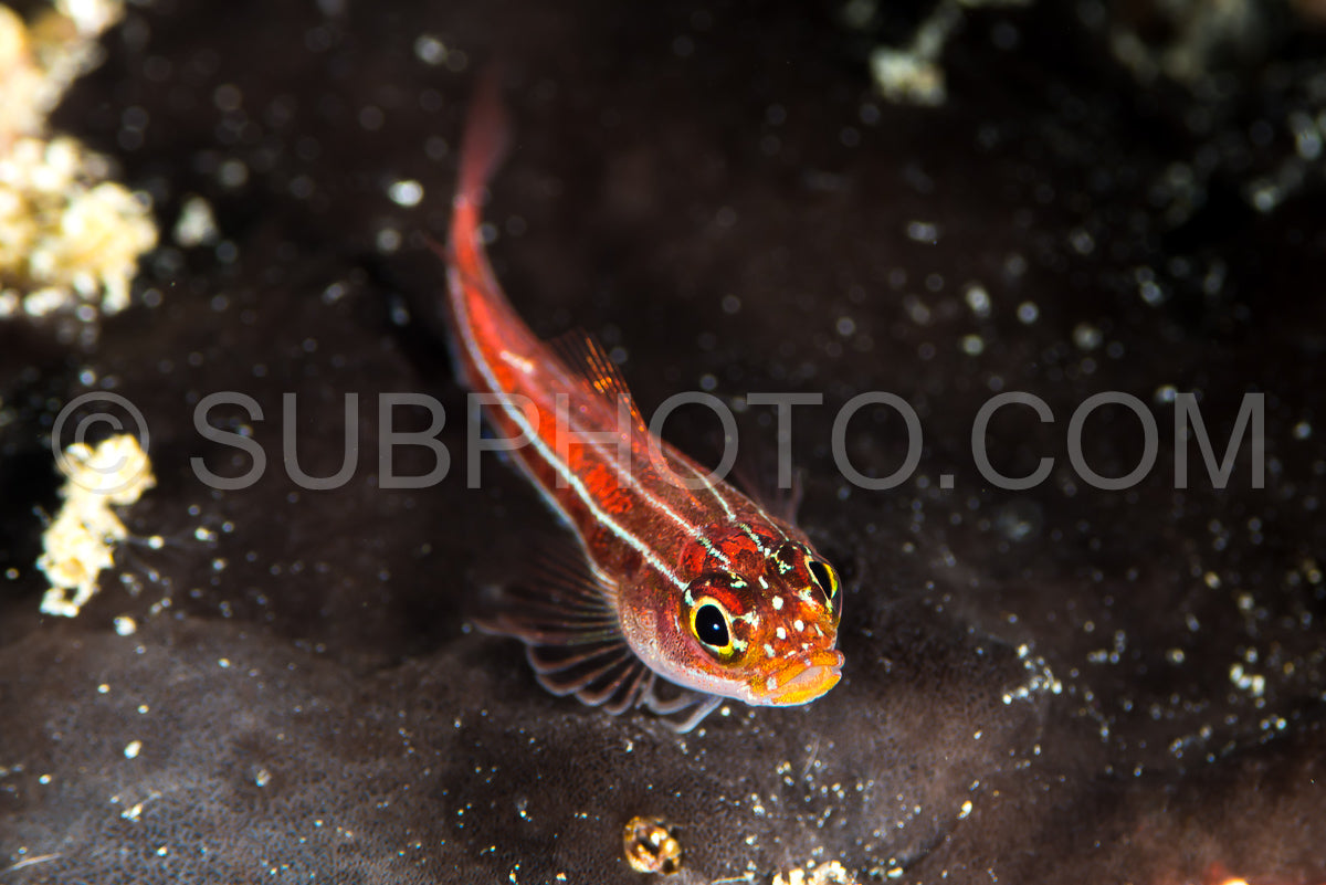 striped triplefin on a reef
