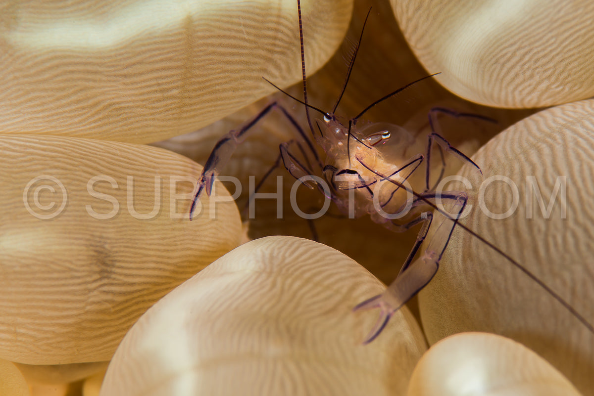 bubble coral shrimp