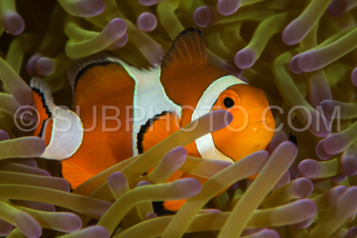 Photo de poisson-anémone faux clown - poisson-clown