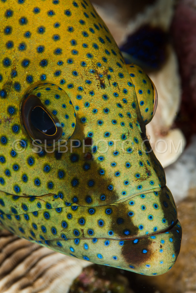 Photo de tête de mérou tacheté gros plan