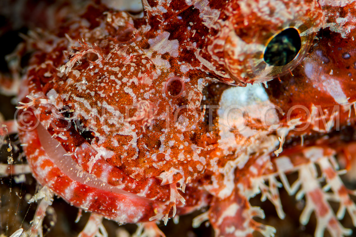 Photo de tête de rascasse à pompon