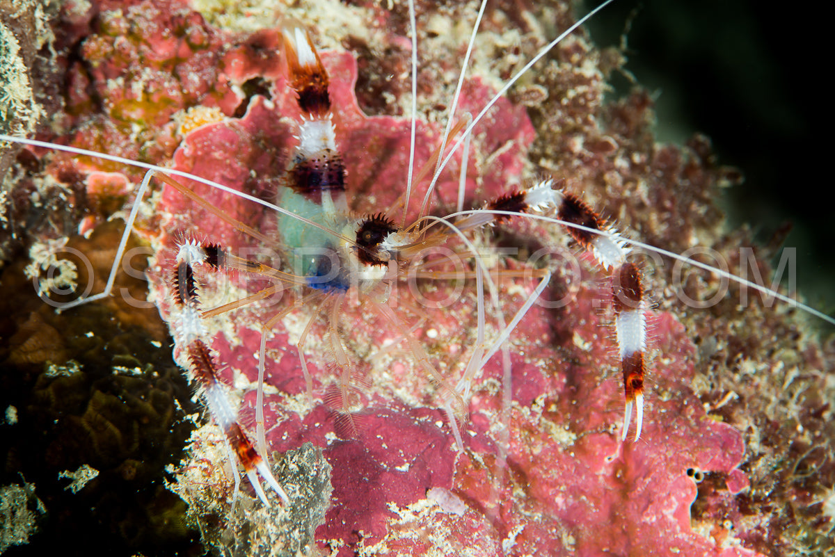 banded coral shrimp
