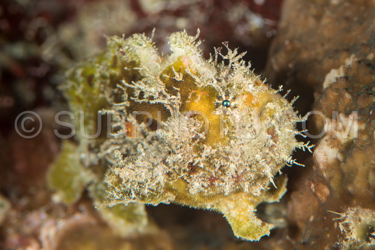 juvenile freckled frogfish