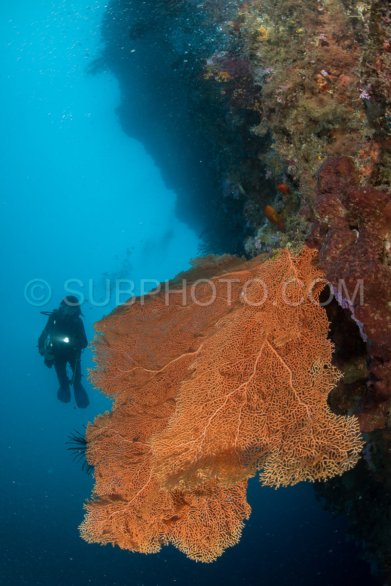 Photo de plongeur à la recherche d'un hippocampe pygmée dans un éventail de mer sur un récif corallien