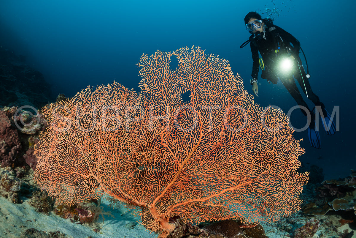 Photo de éventail de mer sur la pente d'un récif corallien avec un plongeur en profondeur