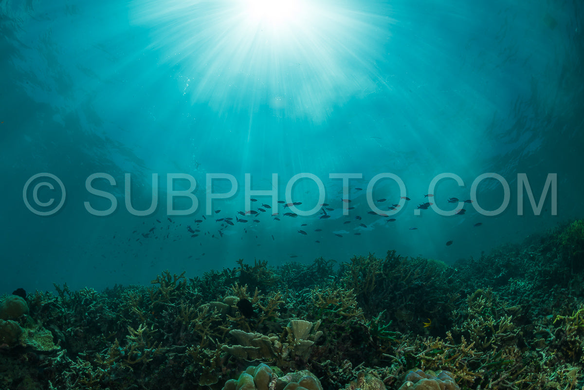 sun rays on a coral reef with small fishes