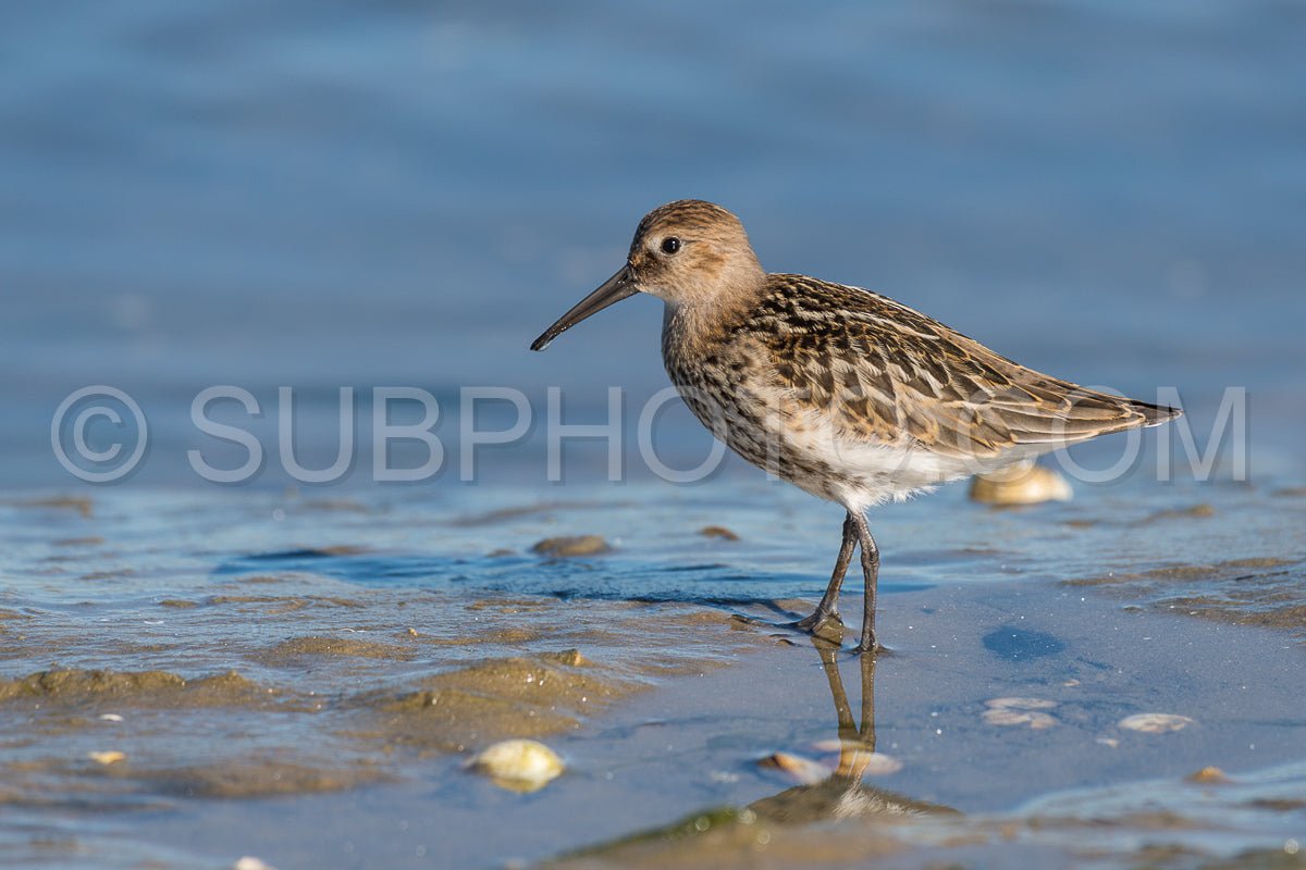 Photo de Bécasseau variable (calidris alpina) à marée basse à la recherche de coquillages et de vers marins