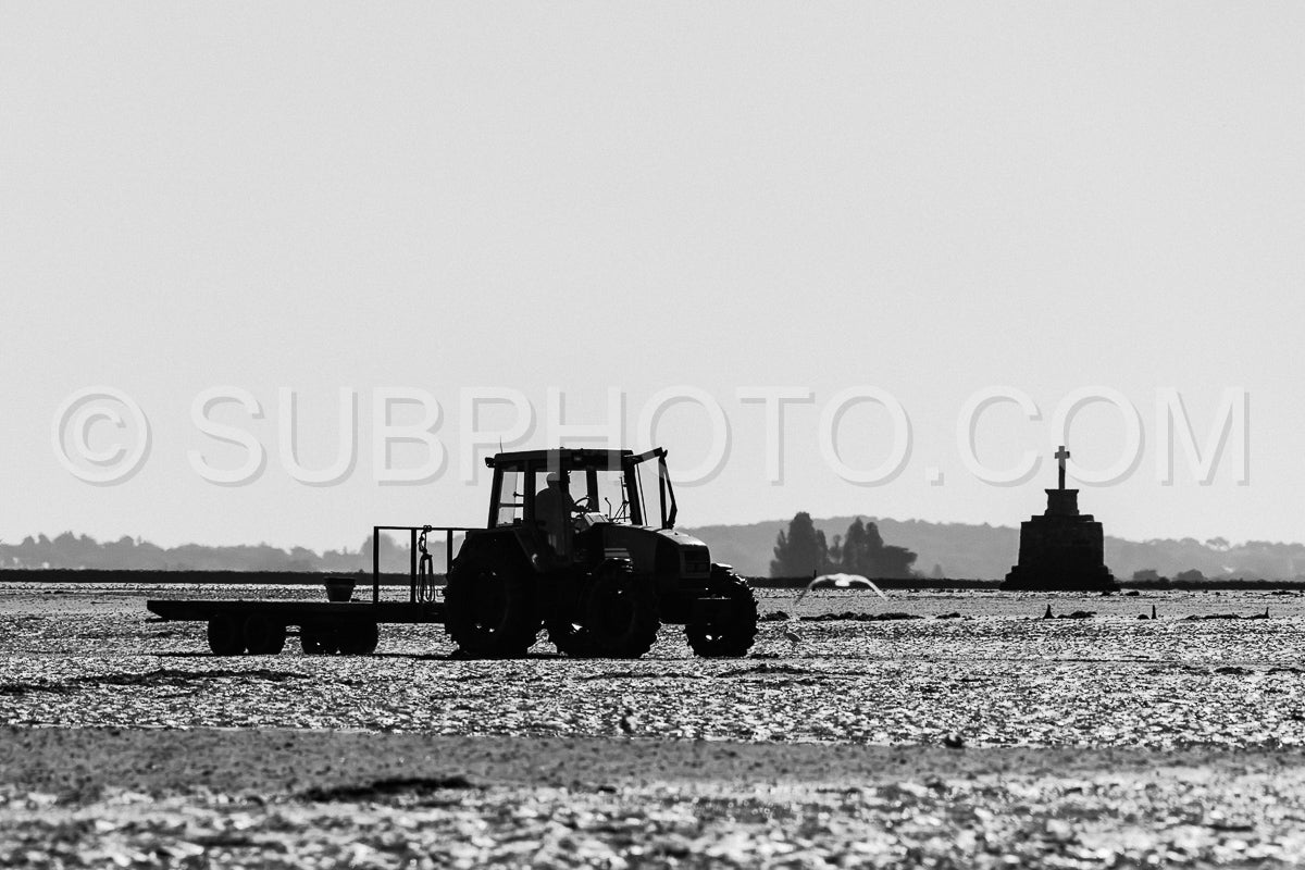 Man harvesting shells at low tide in front of a shelter cross in the morning