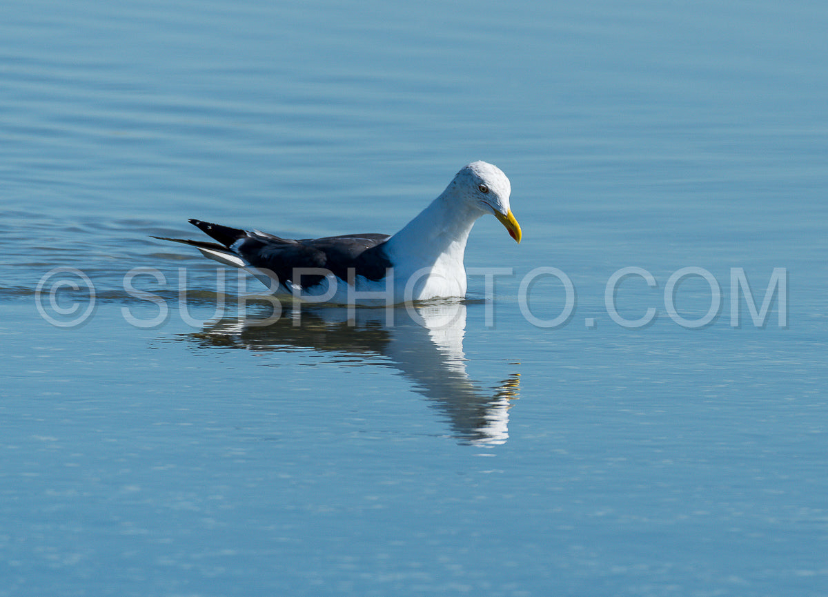 Photo de Mouette à la recherche de coquillages