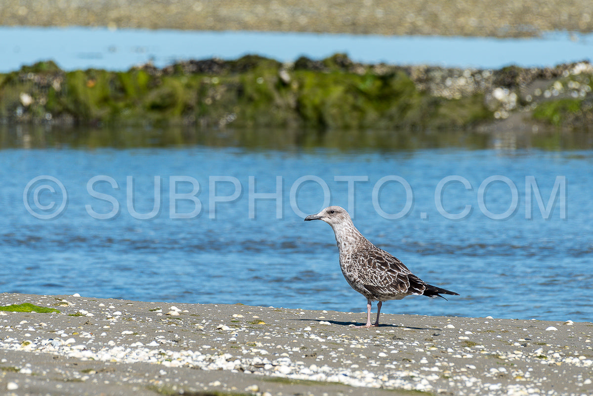 Juvenile sea gull loooking for shells at low tide