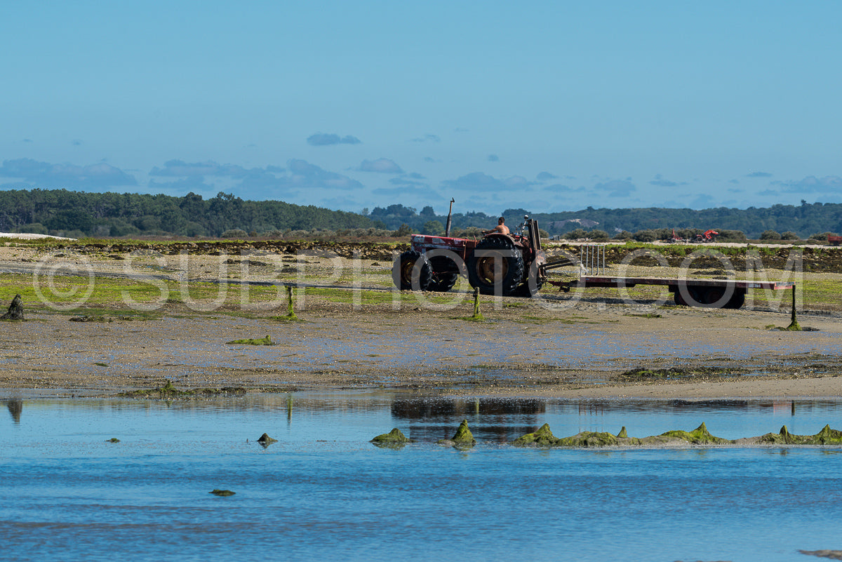 Man harvesting shells at low tide in front of a shelter cross in the morning