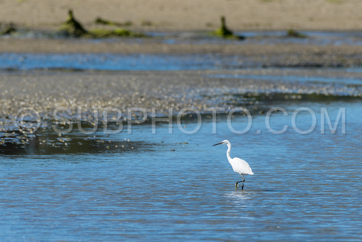 egret hunting at low tide