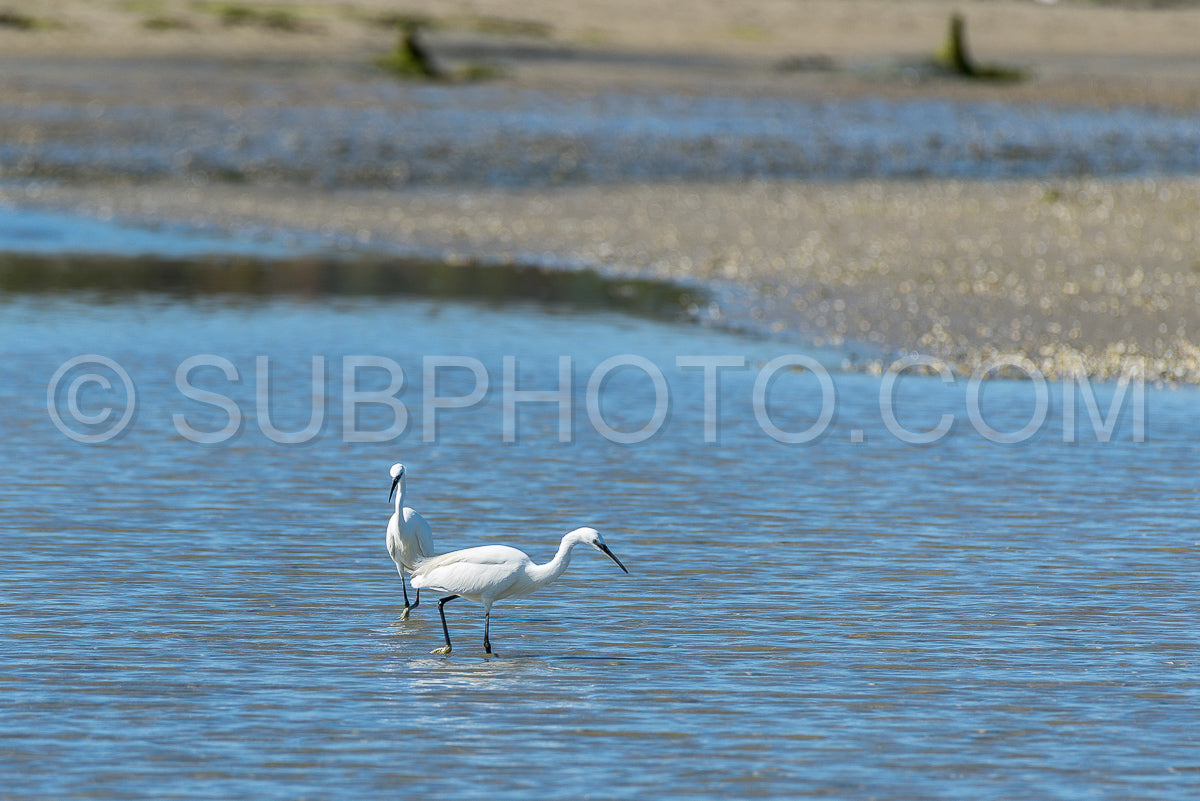 Photo de aigrette chassant à marée basse