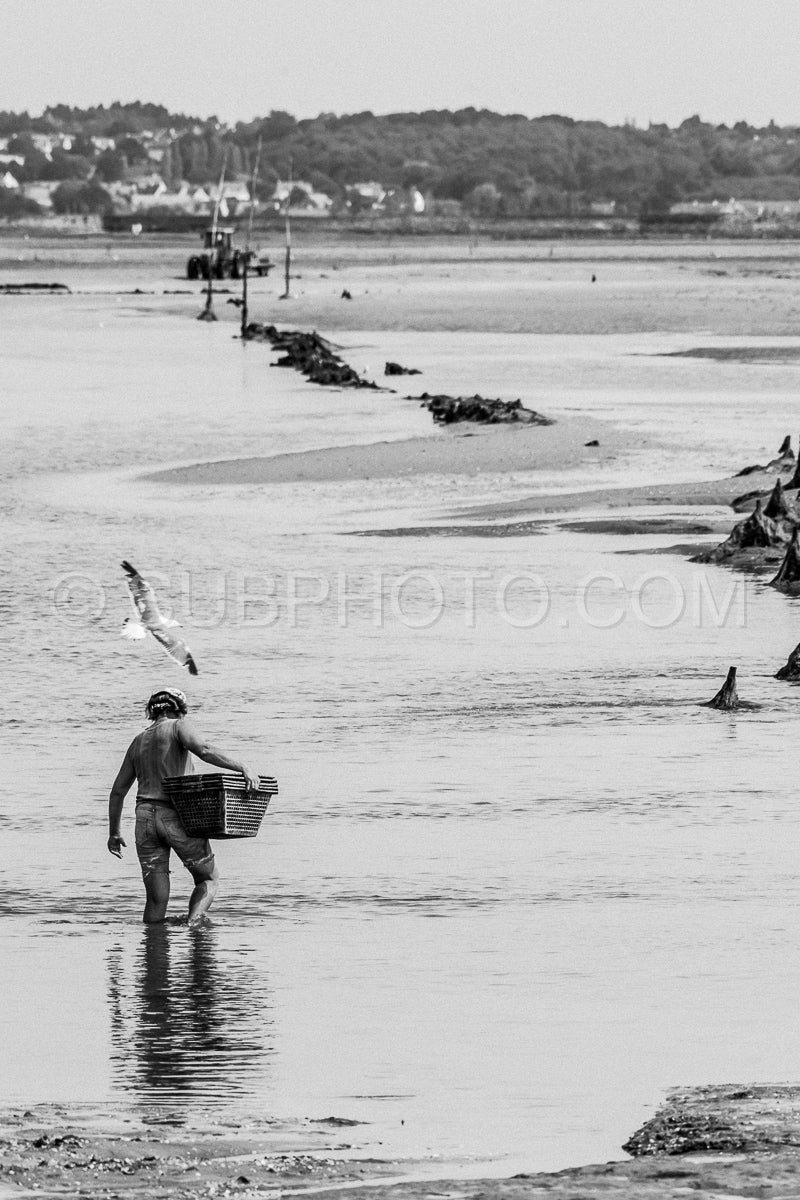 Woman harvesting shells at low tide in front of Guerande in the morning