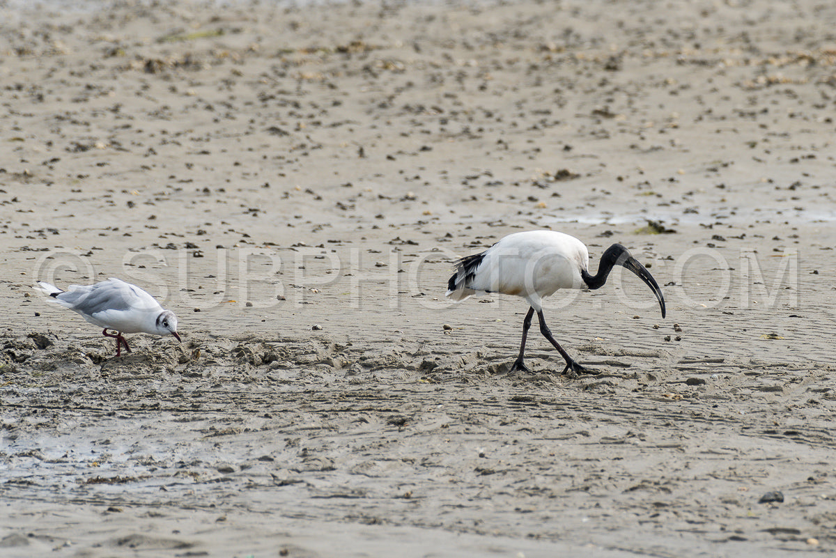 Black-headed Ibis looking for sea worms at low tide