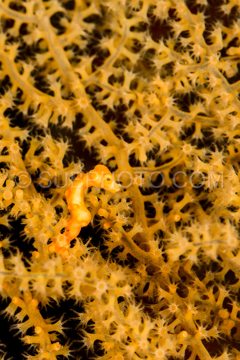 Denise's pygmy seahorse in the Raja Ampat