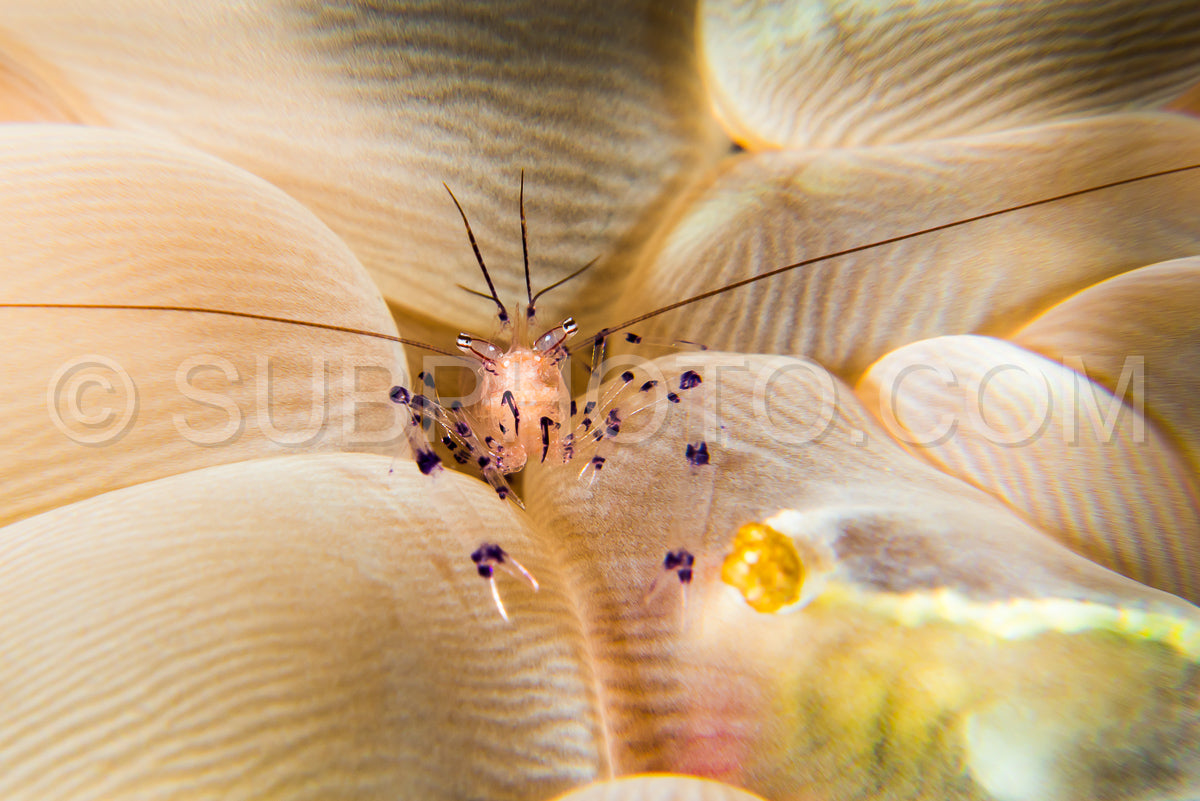 Photo de Crevette corail à bulles