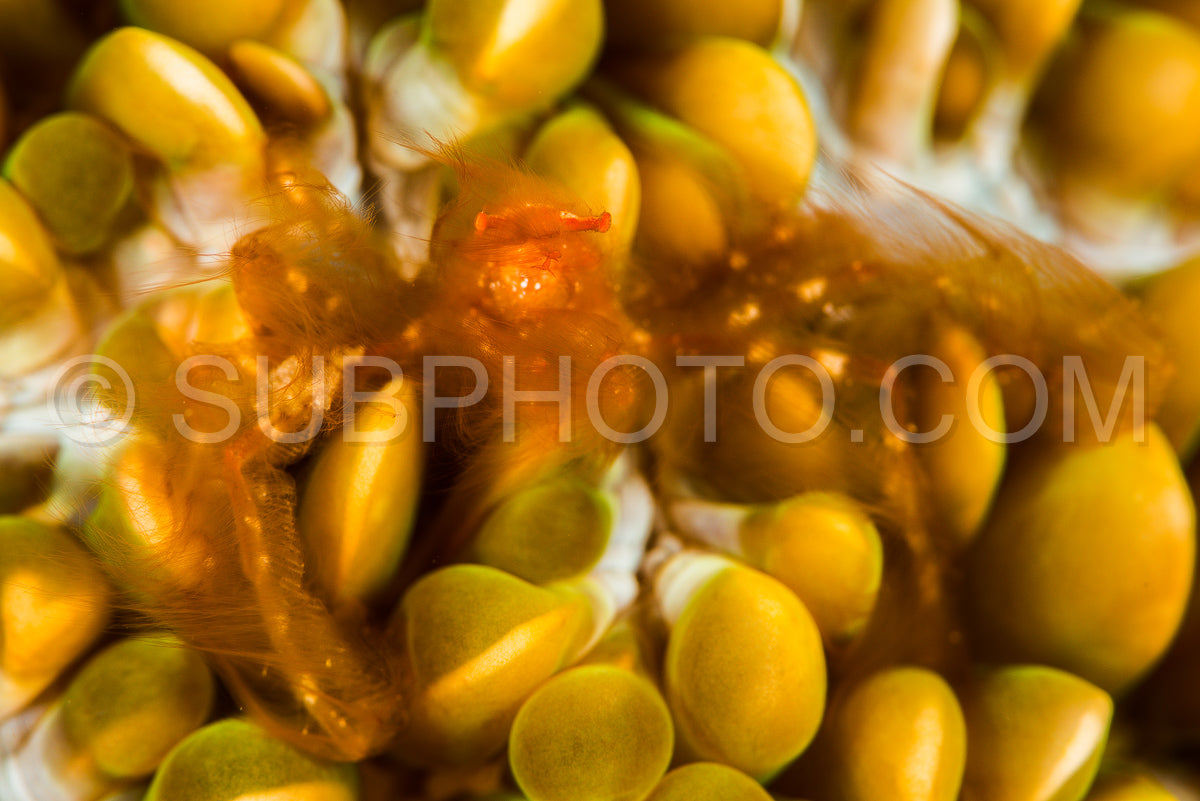 orangutan crab in an anemone