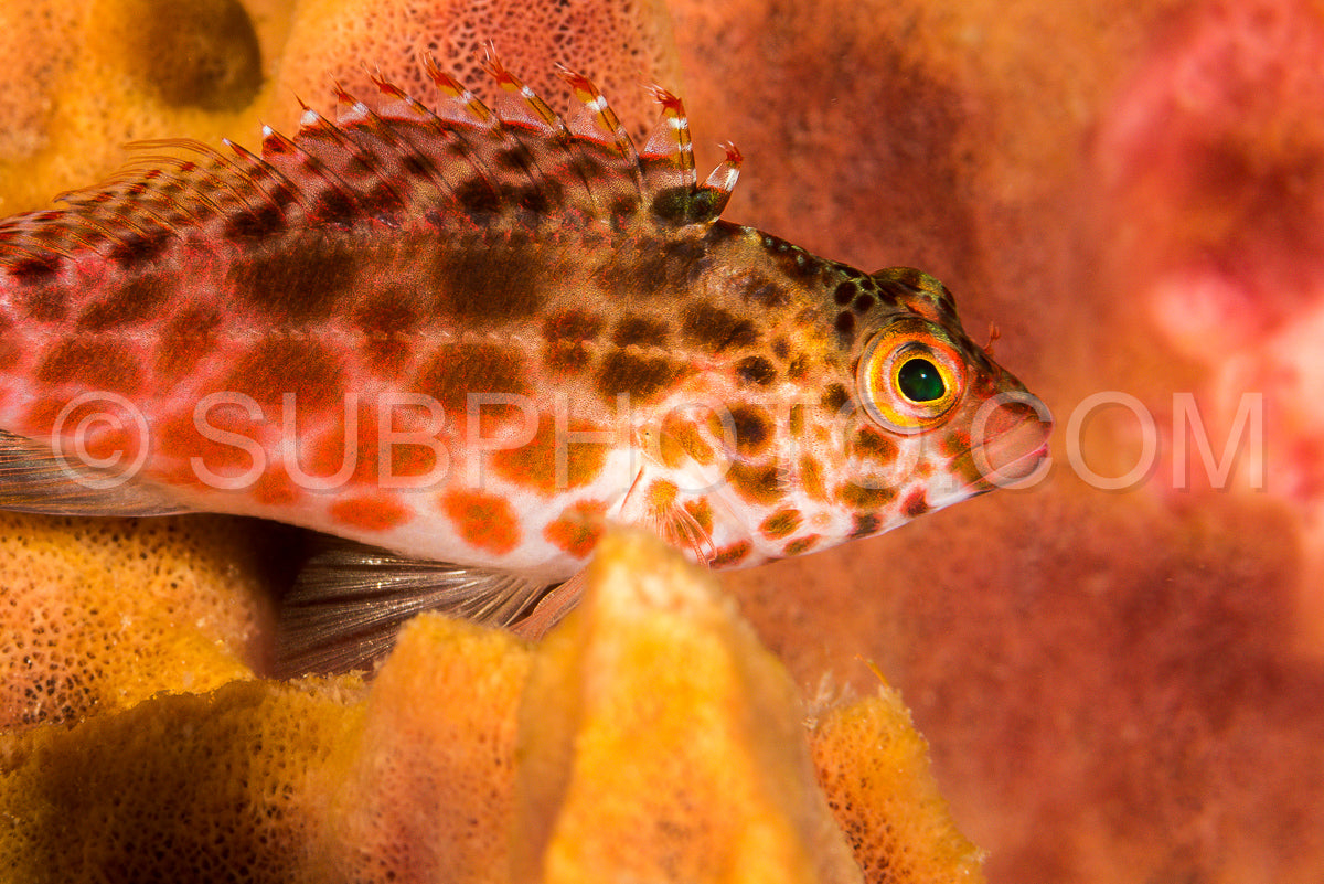 dwarf hawkfish on hard coral