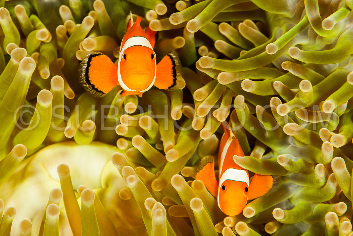 false clown anemonefish- clownfish