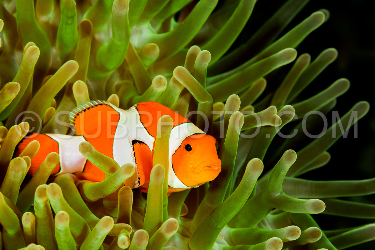 false clown anemonefish- clownfish