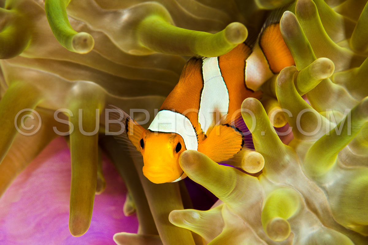 Photo de poisson-anémone faux clown - poisson-clown