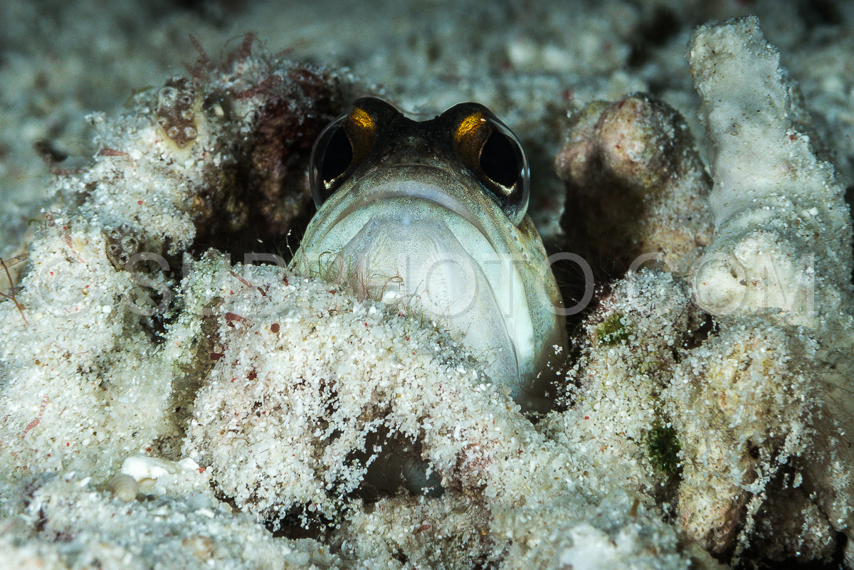 gold-marked shrimpgoby fish in its sand hole