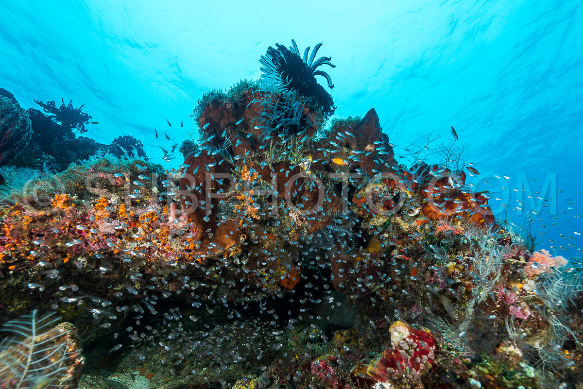 largespined glassfish aggregation swarm on a coral reef