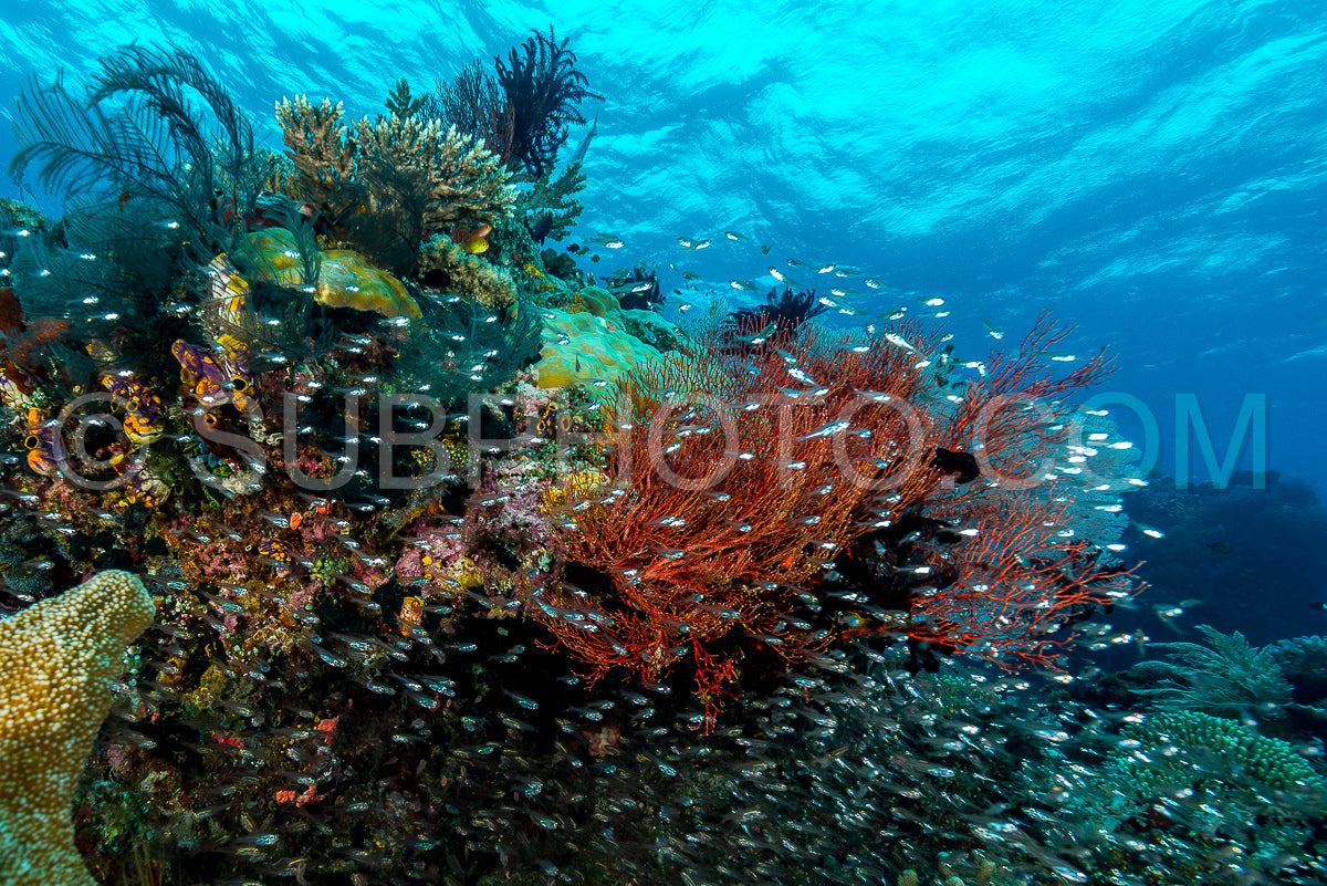 largespined glassfish aggregation swarm on a coral reef