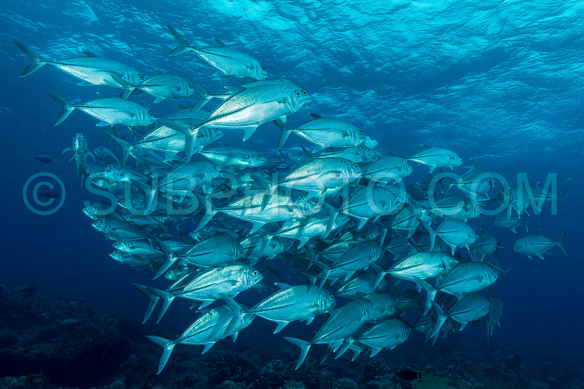 Photo de banc de carangues à gros yeux carangues à gros yeux