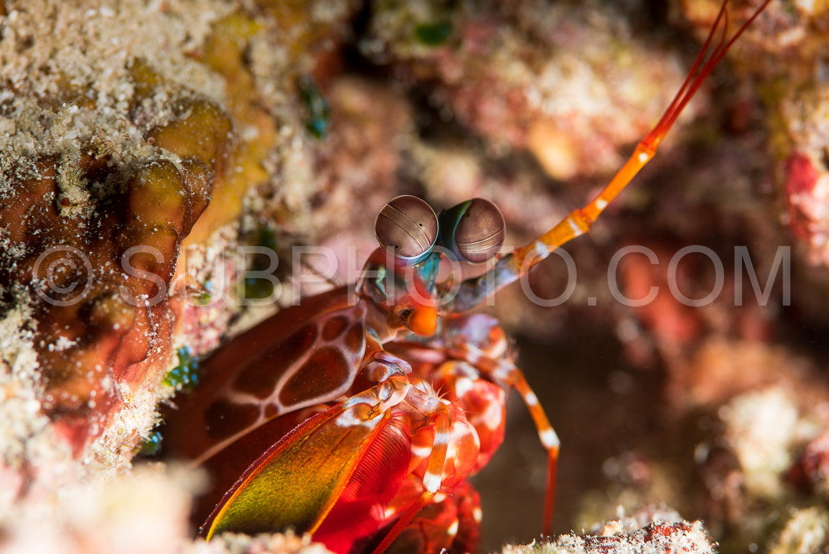 short beak mantis shrimp