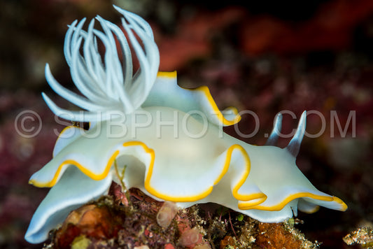 Photo de ardeadoris Rudman nudibranche limace de mer