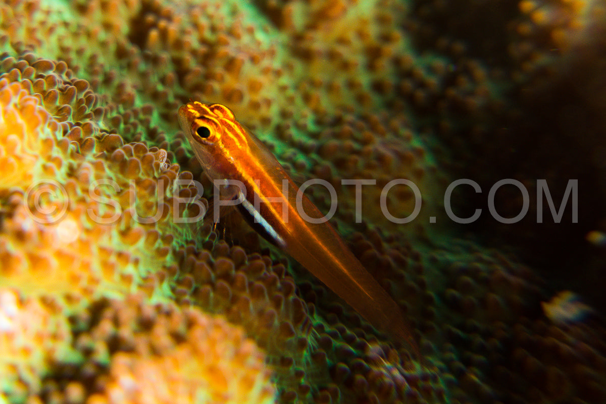 stonycoral ghostgoby- goby