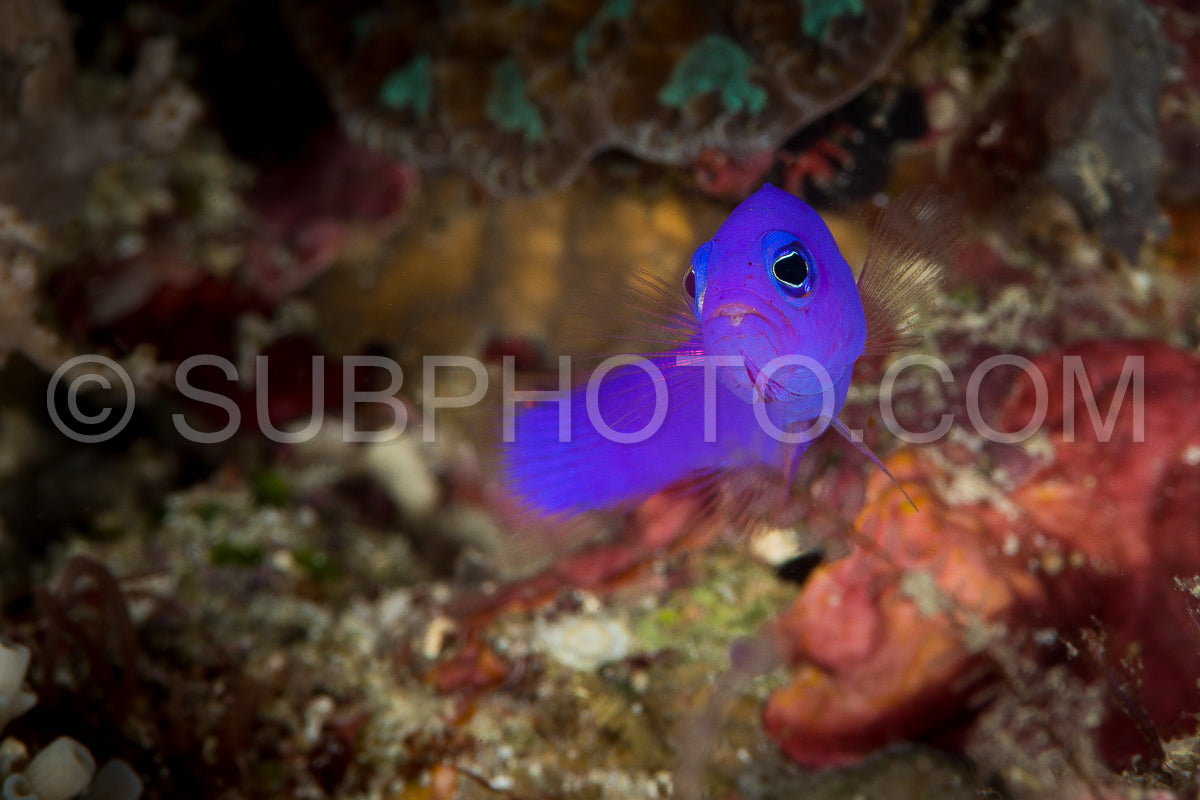 Photo de poisson à dos rayé magenta