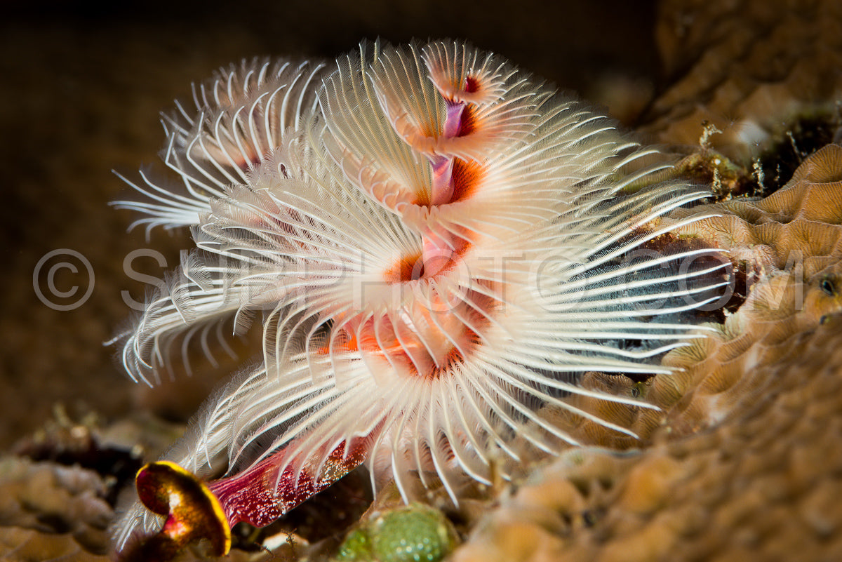 Spirobranchus giganteus- commonly known as Christmas tree worms- are tube-building polychaete worms belonging to the family Serpulidae