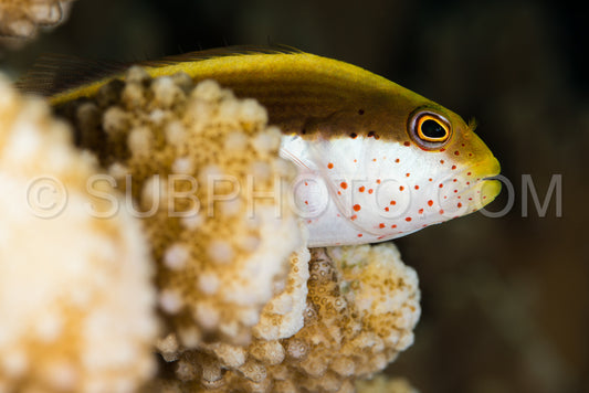 Photo de poisson épervier tacheté sur un récif corallien