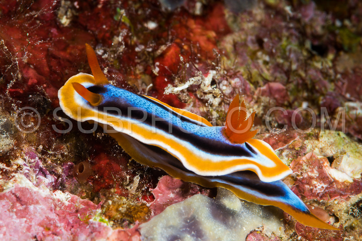 colorful sea slug chromodoris annae Berg
