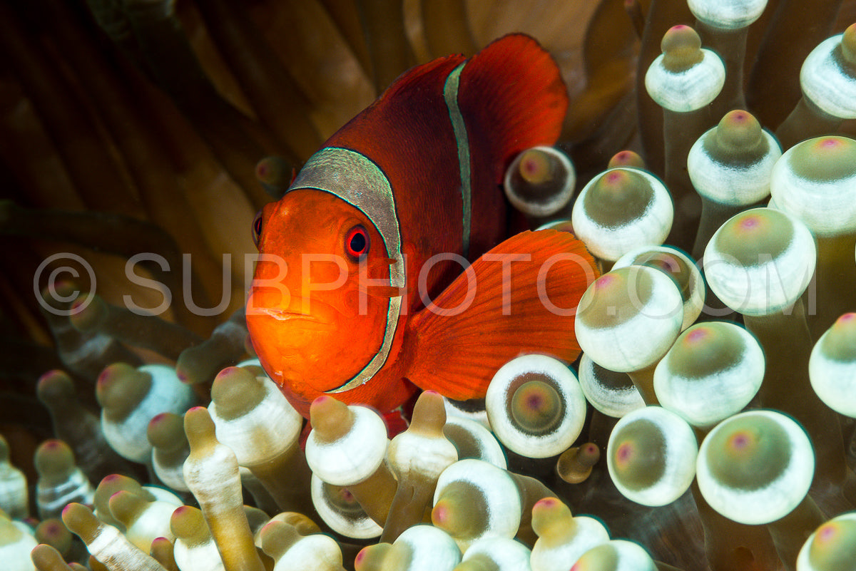 spinecheek anemonefish fish