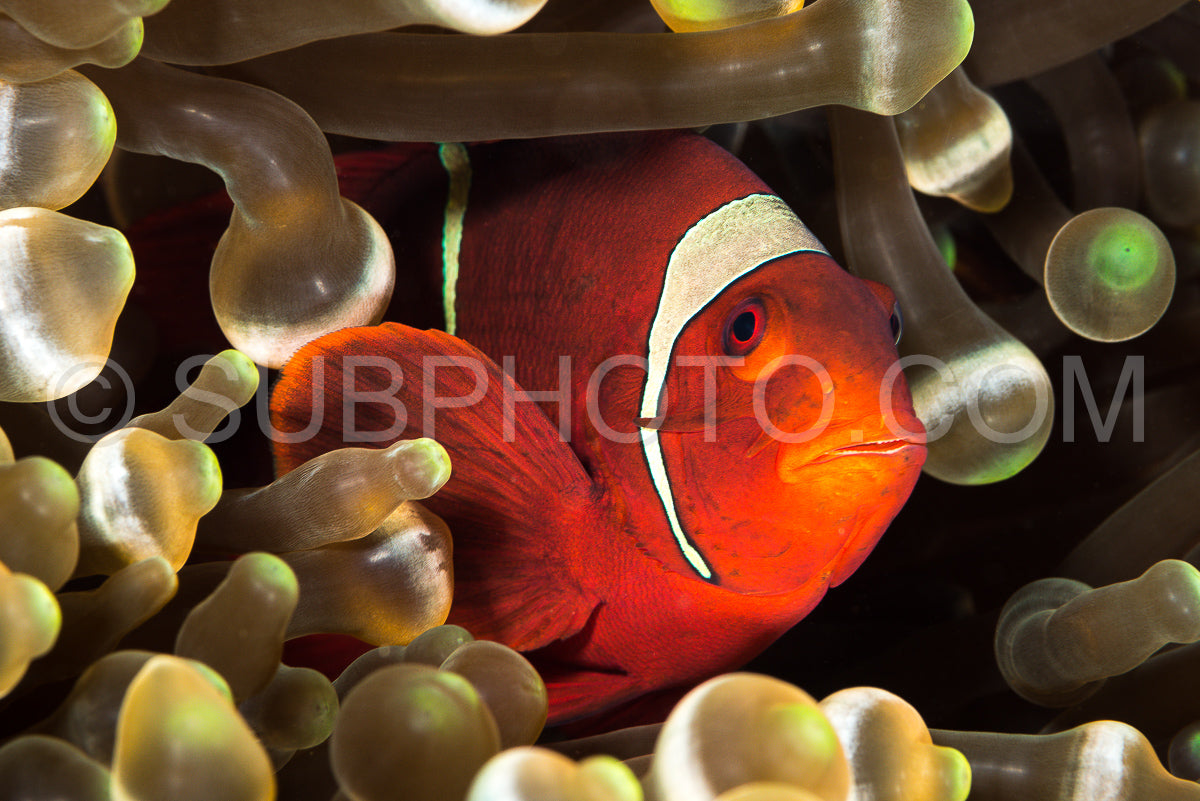 spinecheek anemonefish fish