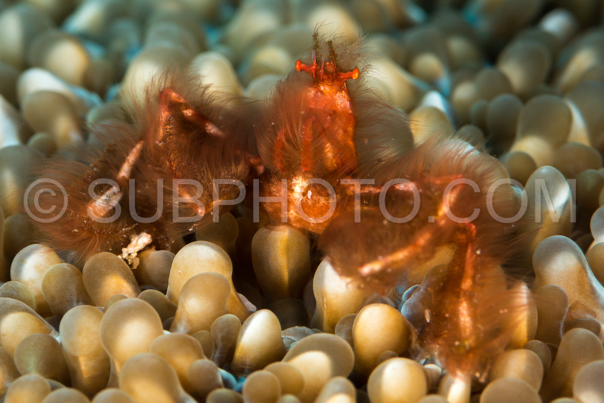 Photo de crabe orang-outan dans une anémone