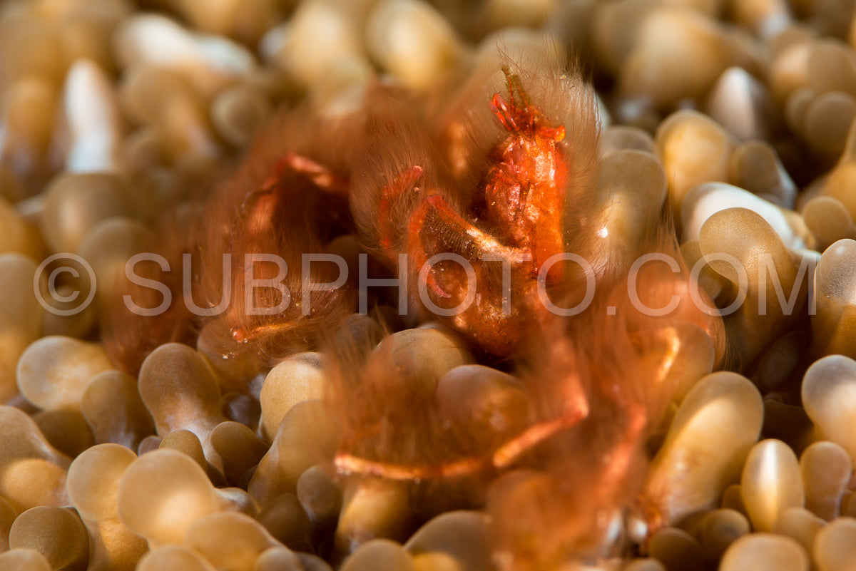 Photo de crabe orang-outan dans une anémone