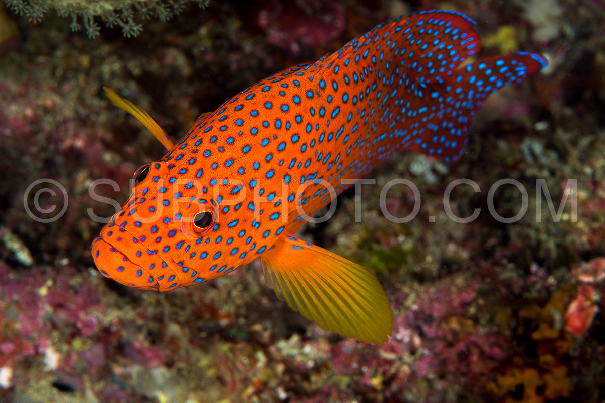 Photo de mérou corallien sur un récif corallien