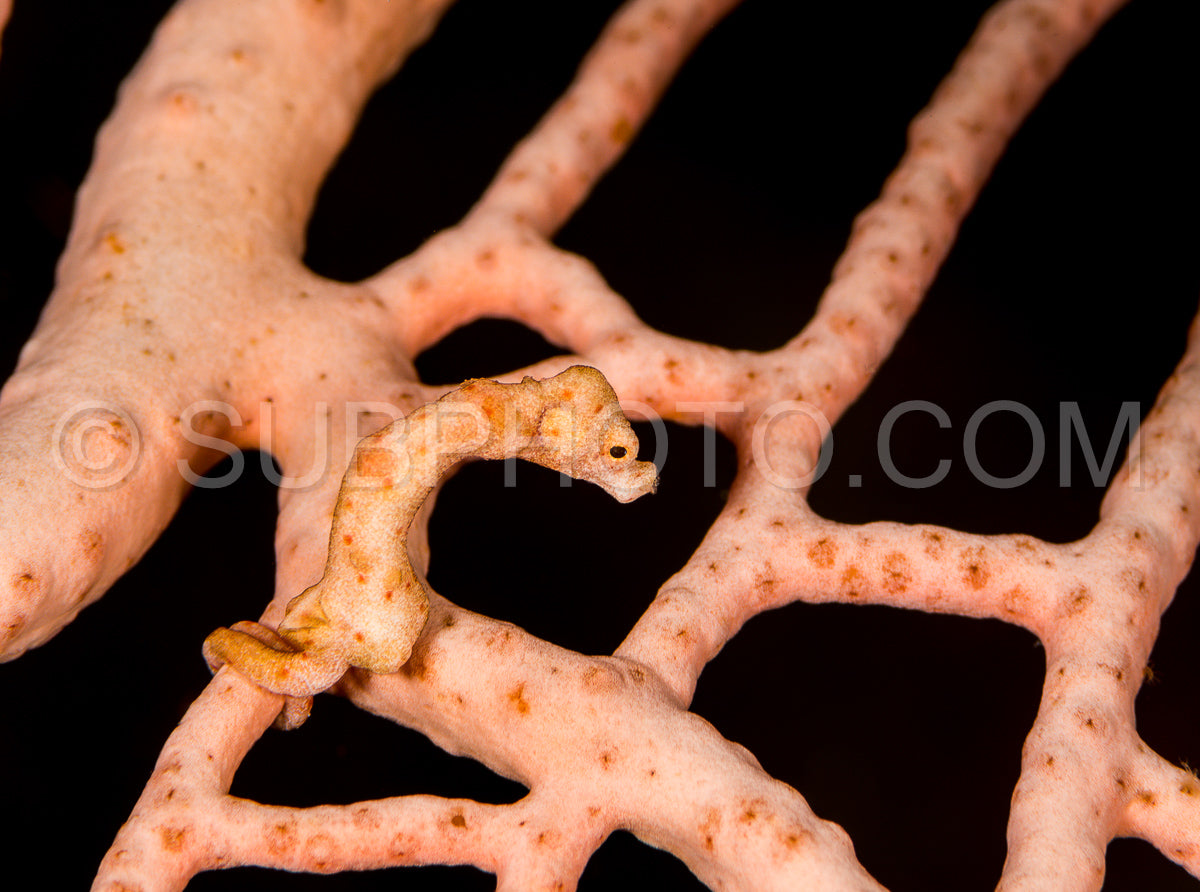 Denise's pygmy seahorse in the Raja Ampat