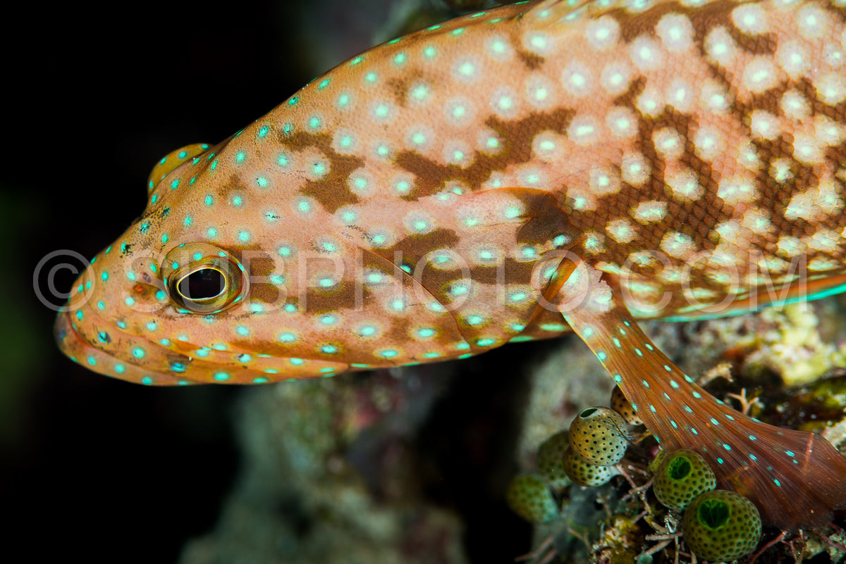 bluespotted grouper fish head