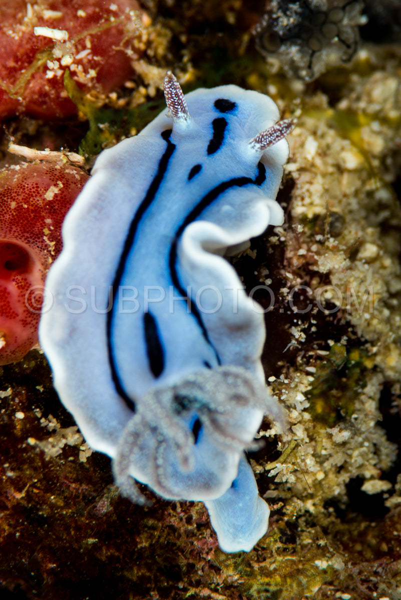 nudibranch chromodoris willani Rudman