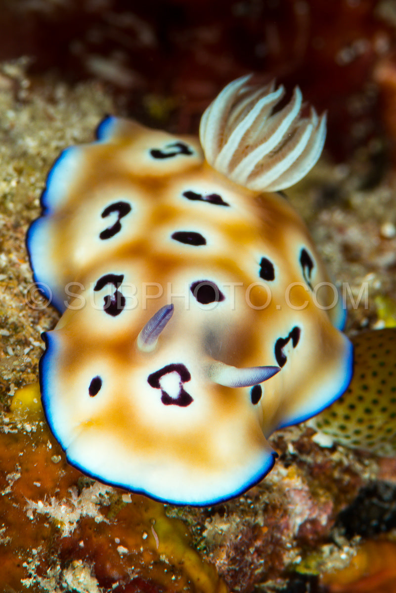 Photo de goniobranchus leopardus nudibranche limace de mer