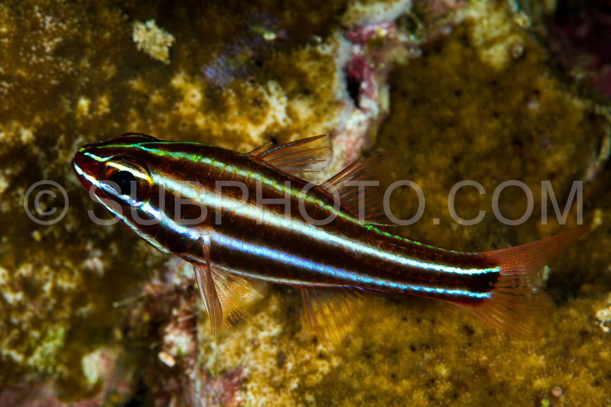 Photo de poisson cardinal à bande noire