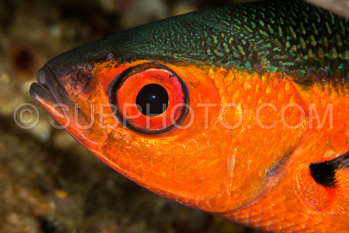 red and green cardinal fish