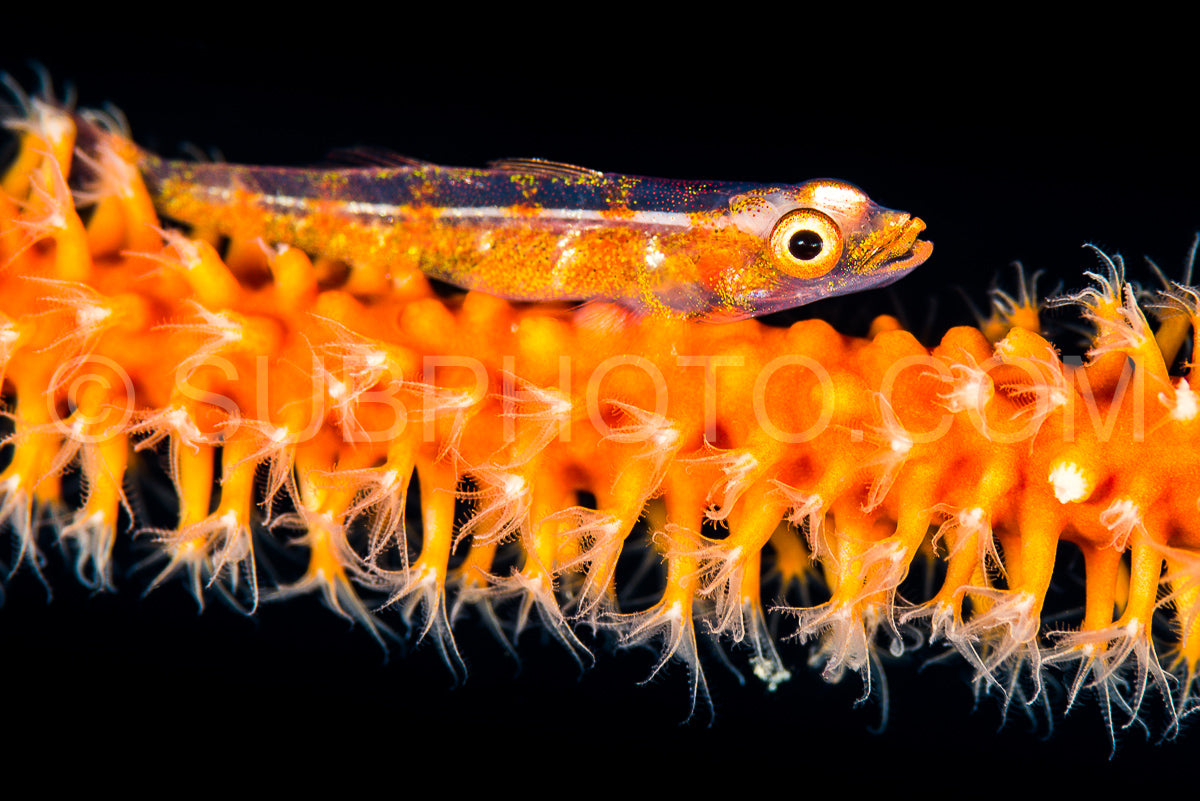 Photo de gobie corail à fil