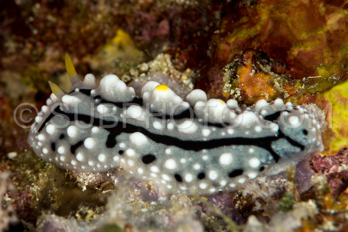 phyllidiiae rafinesque nudibranch sea slug
